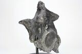 Tyrannosaur Cervical Vertebra - Two Medicine Formation #211086-2